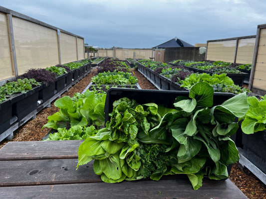 Farm Stay at The Cape