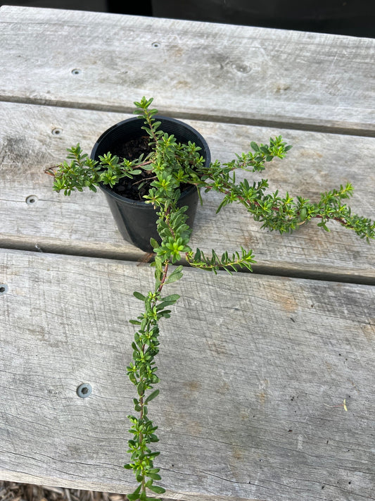Natives - Medium Pot