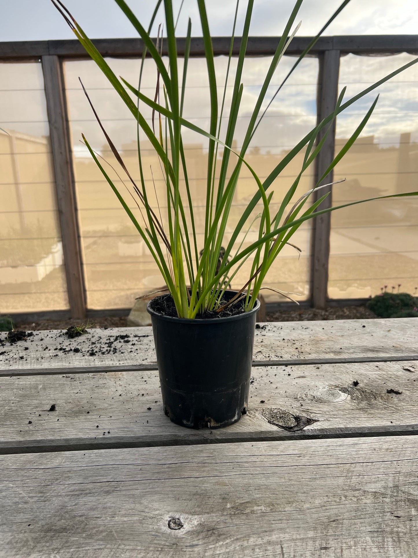 Natives - Small Pot