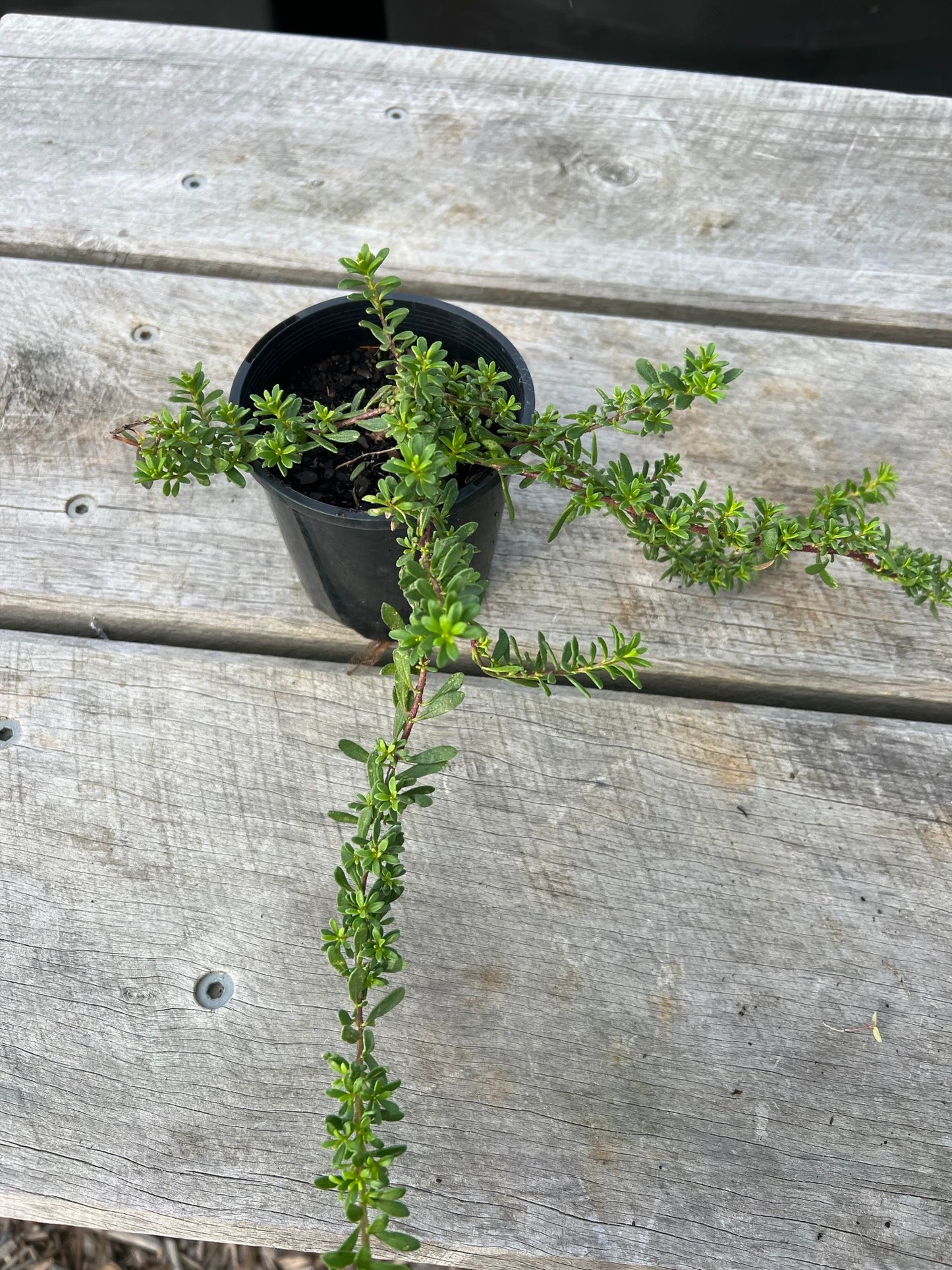 Natives - Medium Pot