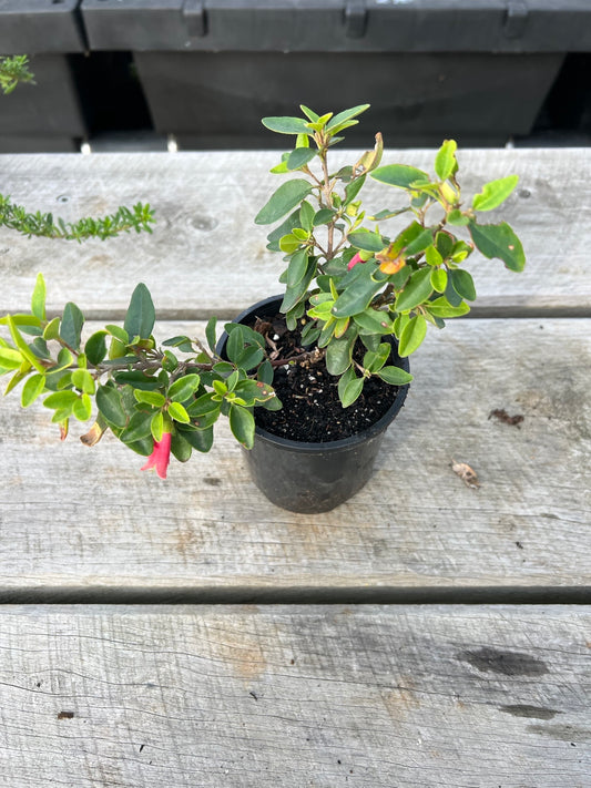Natives - Medium Pot
