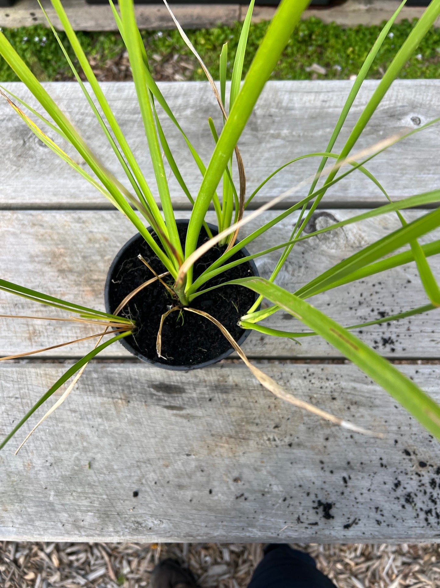 Natives - Medium Pot