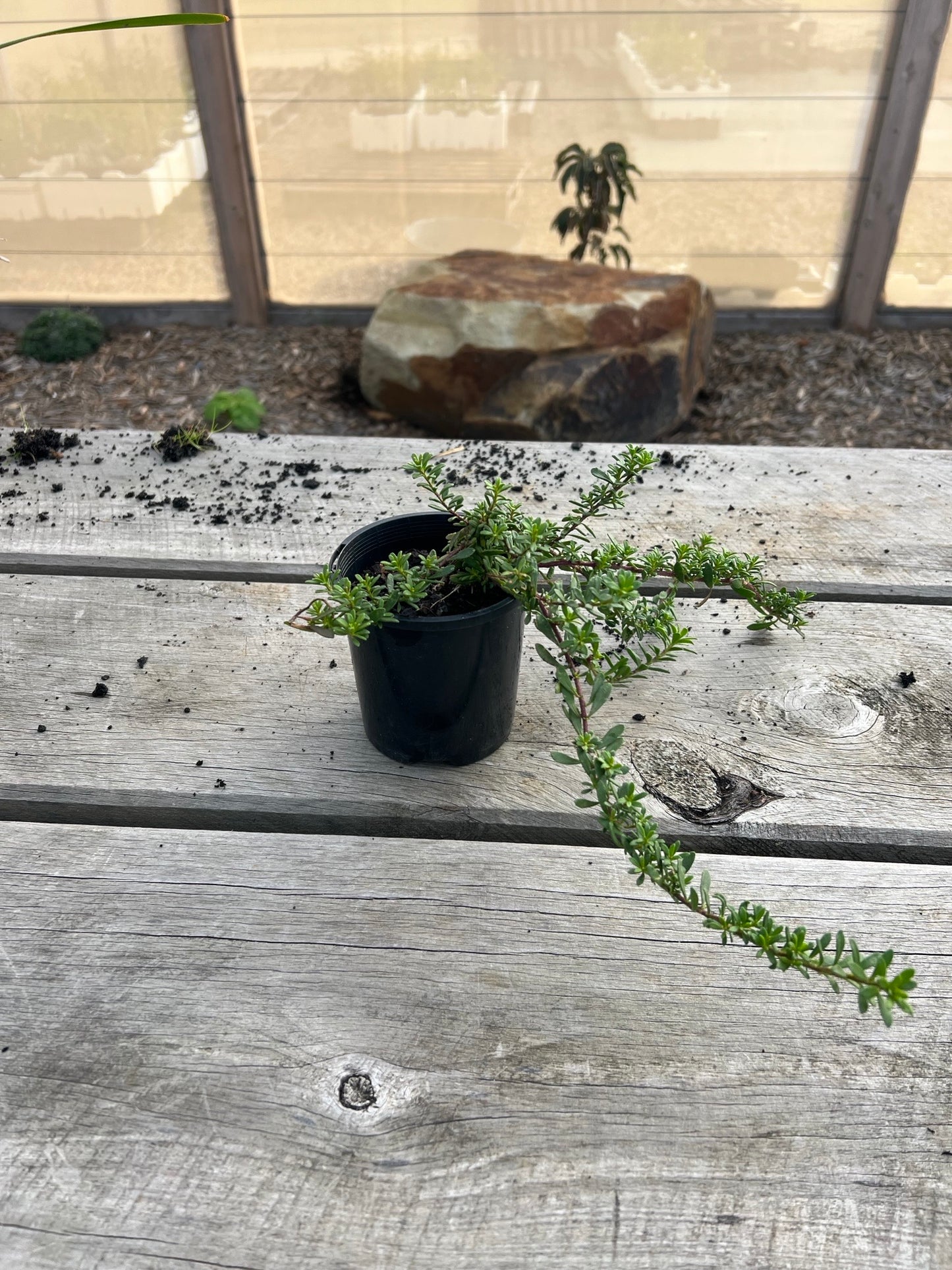 Natives - Small Pot