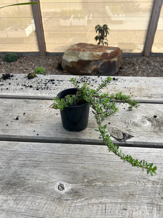 Natives - Small Pot