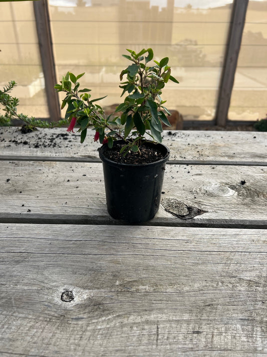 Natives - Small Pot