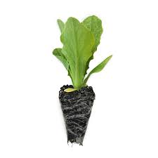 Veggie Seedlings