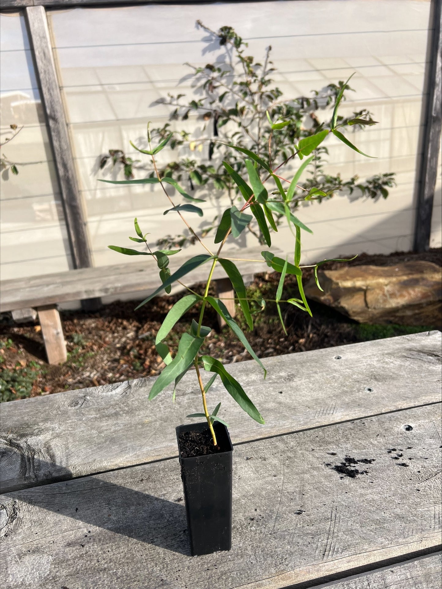 Natives - Forestry Tube